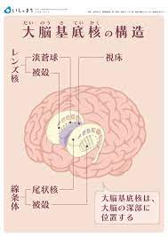 手の動かしづらさ ぎこちなさなどから発症 大脳皮質基底核変性症 cbd とは いしゃまち 大脳皮質 歯学 神経系