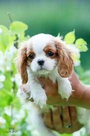 Cb520c3cd0ce68c0fcc6e30302dd7ea0 Jpg 750 1 126 Pixels King Charles Cavalier Spaniel Puppy Cute Animals Cute Baby Animals