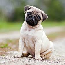 Pug Cinsi Kopek Bakimi Ve Ozellikleri