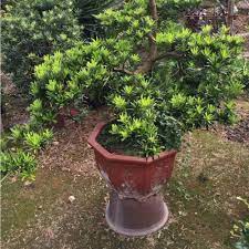 Podocarpus gracilior is a common evergreen plant used to create a privacy hedge. 2021 Podocarpus Nakaii Seeds For Afforestation Tree Buy Podocarpus Nakaii Seeds Podocarpus Nakaii Afforestation Tree Seeds Product On Alibaba Com