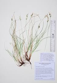 Image result for Carex bequaertii