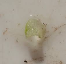 Image result for Wolffiella welwitschii