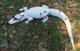 Meet Pearl the seven feet albino alligator with bright white skin and pink eyes Meet Pearl - an albino alligator with skin so bright she truly lives up to her name. The