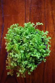 Image result for Selaginella kraussiana
