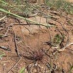 Image result for Microchloa