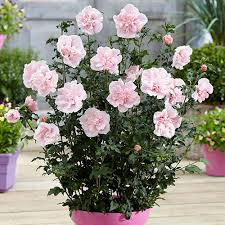 Image result for Hibiscus syriacus ´Pink Chiffon