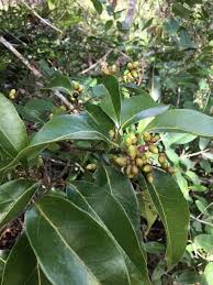 Image result for Ocotea