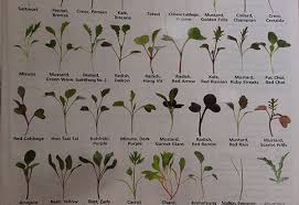 How To Grow Microgreens For A Gourmet Super Green