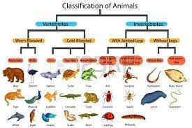 Classification Of Animals Animal Kingdom Classification Of