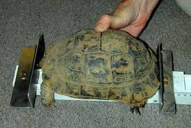 Correct Way To Measure Tortoise Care Russian Tortoise Tortoise