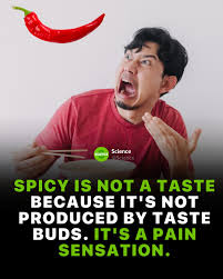 Image result for Taste Sensation