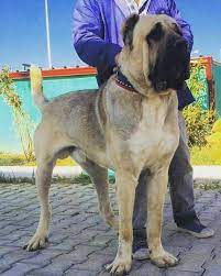anatolian mastiff turkish mastiff aksaray malakli kangal kopegi kopek hayvan