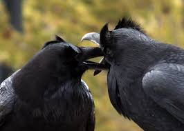 Ravens With Funny Tufts Of Feathers On The Sides Of Their Heads Got Your Bill By Canislupuscorax Black Bird Crow Raven