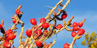 Check spelling or type a new query. Christmas Cholla Decorates The Desert