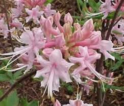 Camilla S Blush Azaleas Rhododendron Companion Planting