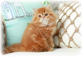 A wide variety of tabbies cats options are available to you, such as breathable, sustainable, and travel. Red Persian Cats Red Persian Kittens Cat Breeder Of Red Persian Cats Orange Persiansdesigner Persian Kittens For Sale Luxury Kittens 660 292 2222 660 292 1126 Shipping Available