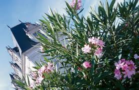Image result for xylella fastidiosa oleander symptoms