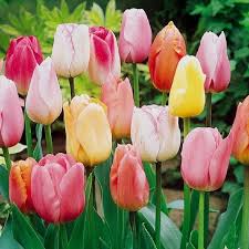 Tulips can bloom year after year if you treat them right. Triumph Tulip Bulbs Pastel Mix Fall Flower Bulbs Eden Brothers