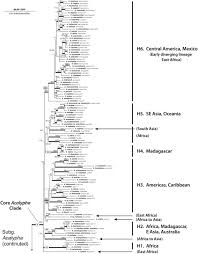 Image result for Acalypha psilostachya