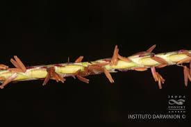 Image result for Elionurus muticus