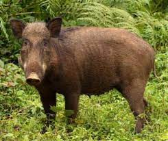 Berburu babi hutan di musim hujan bersama suku dayak iban batang kanyau kalimantan barat indonesia jangan lupa subscribe. Ptt Outdoor Petua Elak Serangan Babi Ketika Hiking Facebook