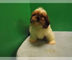 He is loving and friendly. Puppyfinder Com Shih Tzu Puppies Puppies For Sale Near Me In New Jersey Usa Page 1 Displays 10