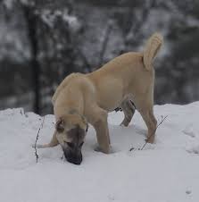 Trabzon Kangal Ciftligi Posts Facebook