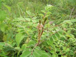 Image result for Tephrosia pumila