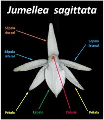 Image result for Jumellea usambarensis