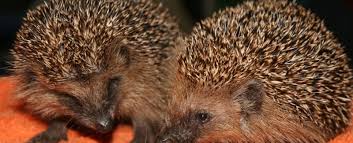 Von altersvorsorge über girokonto bis versicherung: Wer Hat Ein Herz Fur Greeny Aktiver Naturschutz Fur Jedermann Moglich Igel Pate Werden Blicklokal