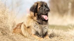Check spelling or type a new query. Newest Dog Breeds You Ve Probably Never Heard Of 24 7 Wall St
