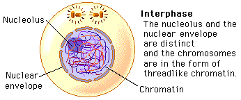 Interphase is the part of the cell cycle between divisions. Interphase Mitosis And Cytokinesis Of A Red Blood Cell Runknathan