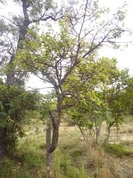 Image result for Lannea schimperi