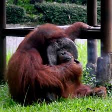 Orangutans are the largest primates in asia. Smoking Orangutan Video Goes Viral Draws Criticism From Animal Rights Activists Abc News