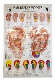 Planche Anatomique Ear Reflex Points Chart Anglais