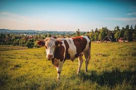 Agriculture Animal Bull Cattle Close Up Countryside Cow Farm Farmland Field Grass Grassland Landscape Livestock Mamm Animals Animal Study Cattle