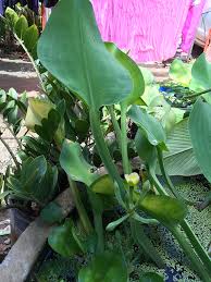 Image result for Limnocharitaceae