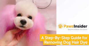 Dogs trust their human guardians to keep them safe. A Step By Step Guide For Removing Dog Hair Dye Paws Insider