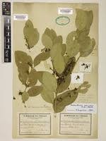 Image result for Acokanthera schimperi