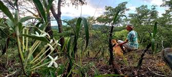 Image result for Pavetta radicans