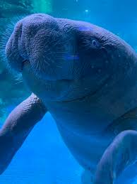 Image result for Monotes africanus