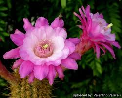 Image result for Stolzia kalkhof-roseae