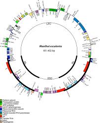 Image result for Tricliceras lobatum