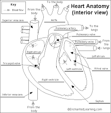 The difference in the structural characteristics of arteries, capillaries and veins is attributable to their respective identify the blood vessel. Heart Anatomy Glossary Printout Enchantedlearning Com