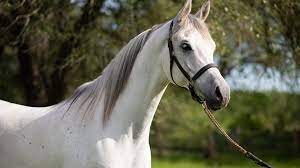 Arabian synonyms, arabian pronunciation, arabian translation, english dictionary definition of arabian. Arabian Horse Breed Profile
