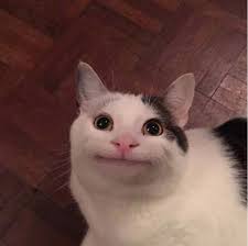 Polite Cat Meme Went Viral Can A Cat Possibly Smile Fanfiber Com