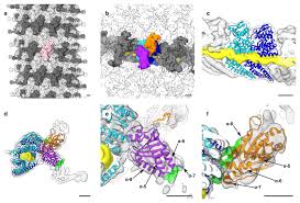 Maybe you would like to learn more about one of these? Structure And Assembly Of The Ebola Virus Nucleocapsid Abstract Europe Pmc