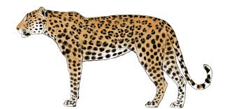 In this cake decorating tutorial, i demonstrate how to create a painted, leopard print cake and a diamond pattern top tier. Sketchbook Original How To Draw Big Cats Monika Zagrobelna