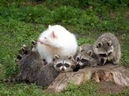 Momma Albino Raccoon And Her Kids Rare Albino Animals Albino Animals Animals Wild