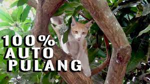 1 apakah doa untuk kesihatan orang yang sakit? Doa Untuk Kucing Binatang Yang Hilang 2021